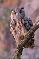 Uhu - Bubu bubo, Eulen, Eule, Sachsen, Grimma, Muldental, www.richter-naturfotografie.de, Strigiformes, Federohren,  Aestling, Aestlinge, Brut