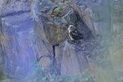 Uhu - Bubu bubo, Eulen, Eule, Sachsen, Grimma, Muldental, www.richter-naturfotografie.de, Strigiformes, Federohren,  Aestling, Aestlinge, Brut