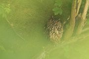 Uhu - Bubu bubo, Eulen, Eule, Sachsen, Grimma, Muldental, www.richter-naturfotografie.de, Strigiformes, Federohren,  Aestling, Aestlinge, Brut