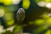 Uhu - Bubu bubo, Eulen, Eule, Sachsen, Grimma, Muldental, www.richter-naturfotografie.de, Strigiformes, Federohren,  Aestling, Aestlinge, Brut