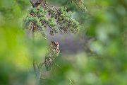 Uhu - Bubu bubo, Eulen, Eule, Sachsen, Grimma, Muldental, www.richter-naturfotografie.de, Strigiformes, Federohren,  Aestling, Aestlinge, Brut