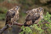 Uhu - Bubu bubo, Eulen, Eule, Sachsen, Grimma, Muldental, www.richter-naturfotografie.de, Strigiformes, Federohren,  Aestling, Aestlinge, Brut