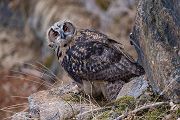 Uhu - Bubu bubo, Eulen, Eule, Sachsen, Grimma, Muldental, www.richter-naturfotografie.de, Strigiformes, Federohren,  Aestling, Aestlinge, Brut
