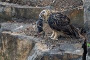 Uhu - Bubu bubo, Eulen, Eule, Sachsen, Grimma, Muldental, www.richter-naturfotografie.de, Strigiformes, Federohren,  Aestling, Aestlinge, Brut