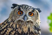 Uhu - Bubu bubo, Eulen, Eule, Sachsen, Grimma, Muldental, www.richter-naturfotografie.de, Strigiformes, Federohren,  Aestling, Aestlinge, Brut