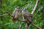Uhu - Bubu bubo, Eulen, Eule, Sachsen, Grimma, Muldental, www.richter-naturfotografie.de, Strigiformes, Federohren,  Aestling, Aestlinge, Brut