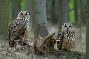 Uhu - Bubu bubo, Eulen, Eule, Sachsen, Grimma, Muldental, www.richter-naturfotografie.de, Strigiformes, Federohren,  Aestling, Aestlinge, Brut