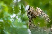 Uhu - Bubu bubo, Eulen, Eule, Sachsen, Grimma, Muldental, www.richter-naturfotografie.de, Strigiformes, Federohren,  Aestling, Aestlinge, Brut