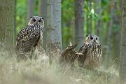 Uhu - Bubu bubo, Eulen, Eule, Sachsen, Grimma, Muldental, www.richter-naturfotografie.de, Strigiformes, Federohren,  Aestling, Aestlinge, Brut