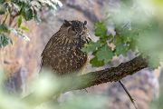 Uhu - Bubu bubo, Eulen, Eule, Sachsen, Grimma, Muldental, www.richter-naturfotografie.de, Strigiformes, Federohren,  Aestling, Aestlinge, Brut