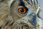 Uhu - Bubu bubo, Eulen, Eule, Sachsen, Grimma, Muldental, www.richter-naturfotografie.de, Strigiformes, Federohren,  Aestling, Aestlinge, Brut