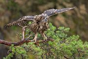 Uhu - Bubu bubo, Eulen, Eule, Sachsen, Grimma, Muldental, www.richter-naturfotografie.de, Strigiformes, Federohren,  Aestling, Aestlinge, Brut