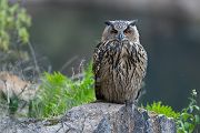 Uhu - Bubu bubo, Eulen, Eule, Sachsen, Grimma, Muldental, www.richter-naturfotografie.de, Strigiformes, Federohren,  Aestling, Aestlinge, Brut