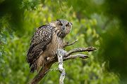 Uhu - Bubu bubo, Eulen, Eule, Sachsen, Grimma, Muldental, www.richter-naturfotografie.de, Strigiformes, Federohren,  Aestling, Aestlinge, Brut