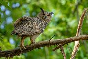 Uhu - Bubu bubo, Eulen, Eule, Sachsen, Grimma, Muldental, www.richter-naturfotografie.de, Strigiformes, Federohren,  Aestling, Aestlinge, Brut