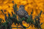 Uhu - Bubu bubo, Eulen, Eule, Sachsen, Grimma, Muldental, www.richter-naturfotografie.de, Strigiformes, Federohren,  Aestling, Aestlinge, Brut