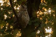 Uhu - Bubu bubo, Eulen, Eule, Sachsen, Grimma, Muldental, www.richter-naturfotografie.de, Strigiformes, Federohren,  Aestling, Aestlinge, Brut