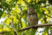 Uhu - Bubu bubo, Eulen, Eule, Sachsen, Grimma, Muldental, www.richter-naturfotografie.de, Strigiformes, Federohren,  Aestling, Aestlinge, Brut