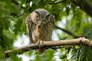 Uhu - Bubu bubo, Eulen, Eule, Sachsen, Grimma, Muldental, www.richter-naturfotografie.de, Strigiformes, Federohren,  Aestling, Aestlinge, Brut