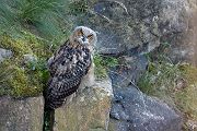 Uhu - Bubu bubo, Eulen, Eule, Sachsen, Grimma, Muldental, www.richter-naturfotografie.de, Strigiformes, Federohren,  Aestling, Aestlinge, Brut