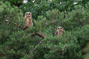 Uhu - Bubu bubo, Eulen, Eule, Sachsen, Grimma, Muldental, www.richter-naturfotografie.de, Strigiformes, Federohren,  Aestling, Aestlinge, Brut