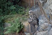 Uhu - Bubu bubo, Eulen, Eule, Sachsen, Grimma, Muldental, www.richter-naturfotografie.de, Strigiformes, Federohren,  Aestling, Aestlinge, Brut