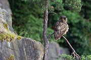 Uhu - Bubu bubo, Eulen, Eule, Sachsen, Grimma, Muldental, www.richter-naturfotografie.de, Strigiformes, Federohren,  Aestling, Aestlinge, Brut