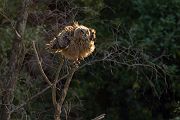 Uhu - Bubu bubo, Eulen, Eule, Sachsen, Grimma, Muldental, www.richter-naturfotografie.de, Strigiformes, Federohren,  Aestling, Aestlinge, Brut