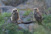 Uhu - Bubu bubo, Eulen, Eule, Sachsen, Grimma, Muldental, www.richter-naturfotografie.de, Strigiformes, Federohren,  Aestling, Aestlinge, Brut