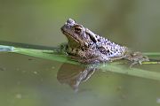 Erdkroete - Bufo bufo