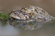 Erdkroeten - Bufo bufo Grimma Muldental Sachsen Lurche