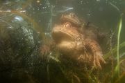 Erdkroeten - Bufo bufo Grimma Muldental Sachsen Lurche Amphibien Unterwasseraufnahme Ewa Marine UW-Beutel Laichketten Laich