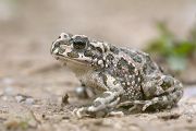 Wechselkroete - Bufo viridis - Sachsen - Muldental