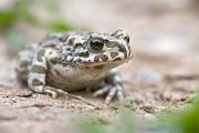 Wechselkroete - Bufo viridis - Sachsen - Muldental