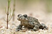 Wechselkroete - Bufo viridis - Amphibien Lurche Kroeten Sachsen Grimma Echte Kroeten