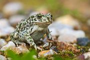 Wechselkroete - Bufo viridis - Amphibien Lurche Kroeten Sachsen Grimma Echte Kroeten