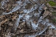 Uhu - Bubu bubo, Eulen, Eule, Sachsen, Grimma, Muldental, www.richter-naturfotografie.de, Strigiformes, Federohren,  Aestling, Aestlinge, Brut
