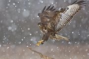 Mausebussard - Buteo buteo Bussard Habichtartige Greifvoegel Sachsen