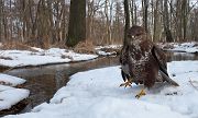 Mausebussard - Buteo buteo Bussard Habichtartige Greifvoegel Sachsen