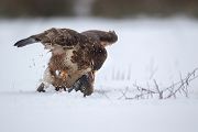 Maeusebussard - Buteo buteo Bussard Greifvogel Vogel Voegel Sachsen Habichtartige Greif Herbst helle Morphe