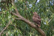 Maeusebussard - Buteo buteo Bussard Greifvogel Vogel Voegel Sachsen Habichtartige Greif Herbst dunkle Morphe