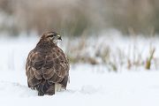 Maeusebussard - Buteo buteo Bussard Greifvogel Vogel Voegel Sachsen Habichtartige Greif Herbst dunkle Morphe
