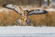 Maeusebussard - Buteo buteo Bussard Greifvogel Vogel Voegel Sachsen Habichtartige Greif Herbst dunkle Morphe
