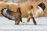 Maeusebussard - Buteo buteo Bussard Greifvogel Vogel Voegel Sachsen Habichtartige Greif Herbst dunkle Morphe