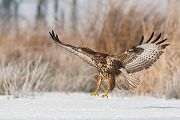 Maeusebussard - Buteo buteo Bussard Greifvogel Vogel Voegel Sachsen Habichtartige Greif Herbst dunkle Morphe