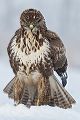 Maeusebussard - Buteo buteo Bussard Greifvogel Vogel Voegel Sachsen Habichtartige Greif Herbst dunkle Morphe