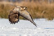 Maeusebussard - Buteo buteo Bussard Greifvogel Vogel Voegel Sachsen Habichtartige Greif Herbst dunkle Morphe