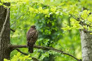 Maeusebussard - Buteo buteo Bussard Greifvogel Vogel Voegel Sachsen Habichtartige Greif Herbst dunkle Morphe