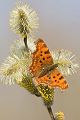 C-Falter - Polygonia c-album