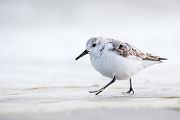 Sanderling -Calidris alba, Watvogel, Regenpfeiferartige, Strandlaeufer, Calidris, Charadriiformes, Limikolen, Limikole